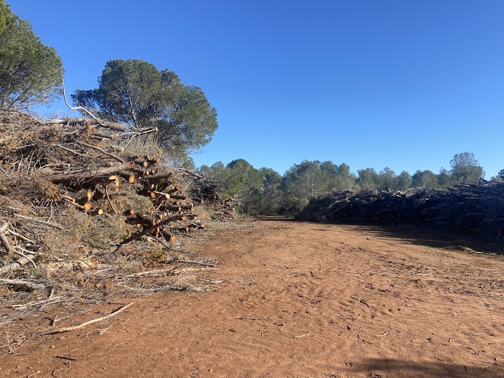Senda de los pinares