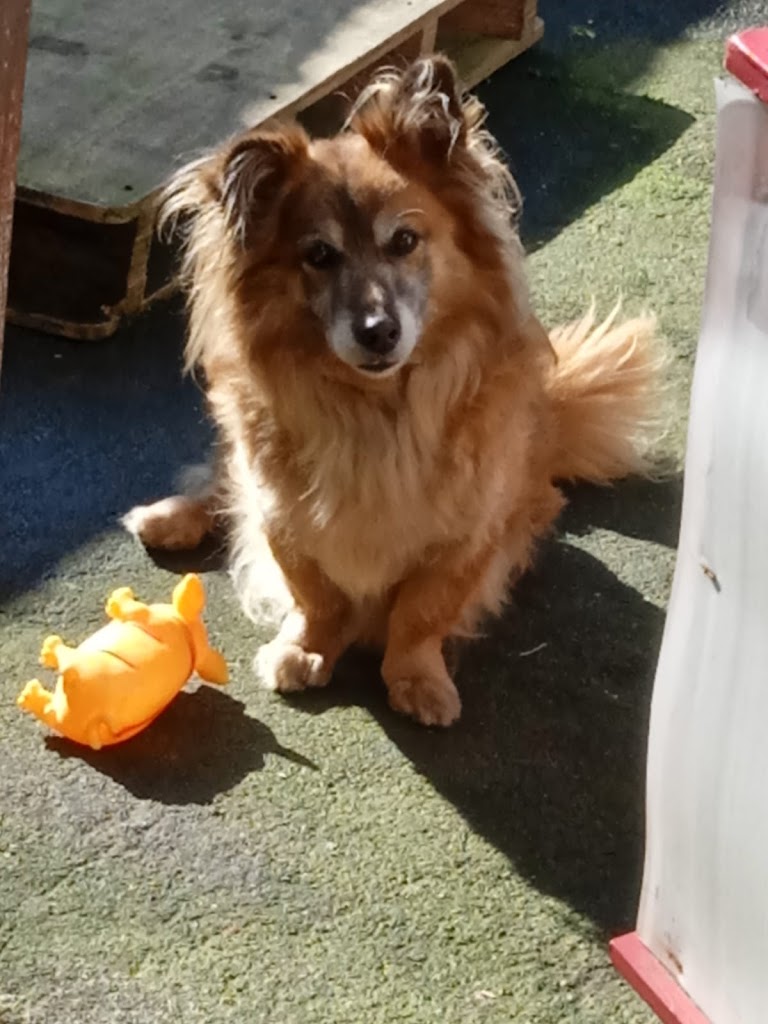 Perro