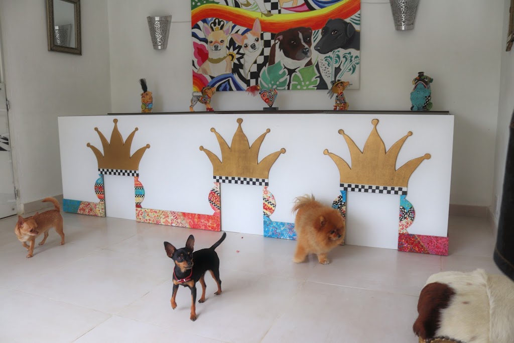 Tiny Dog hotel: guarderia canina y hotel para perros en Marbella