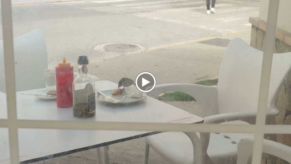Bar Kiosco Oca — Videos