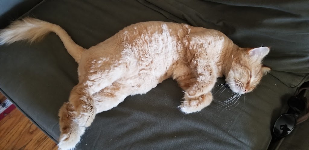 Dog