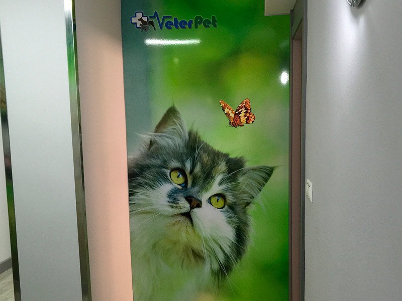 Hospital Veterinario Guardamar 24h Veterpet — Del propietario