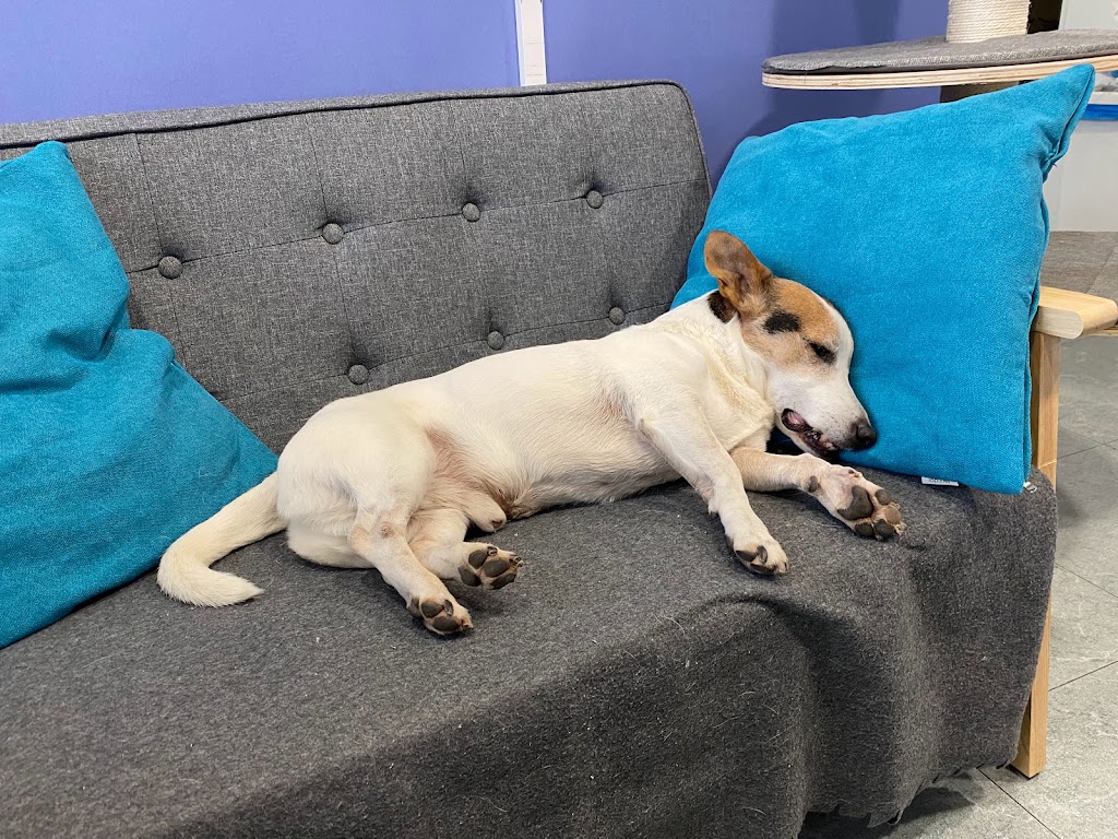 Clinics Veterinaria — Perro