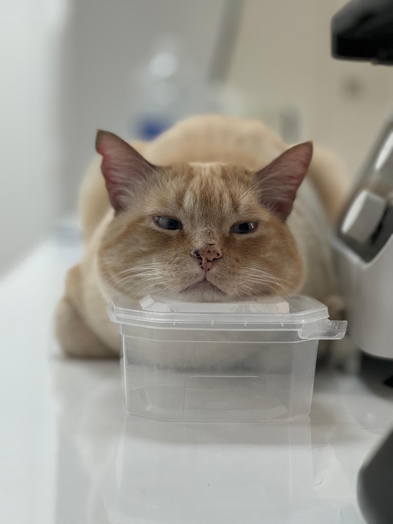 El Bressolet Veterinari — Gato
