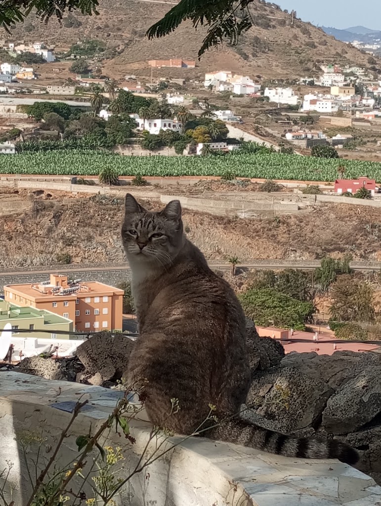 Veterinaria Aguilera Mogan — Del propietario
