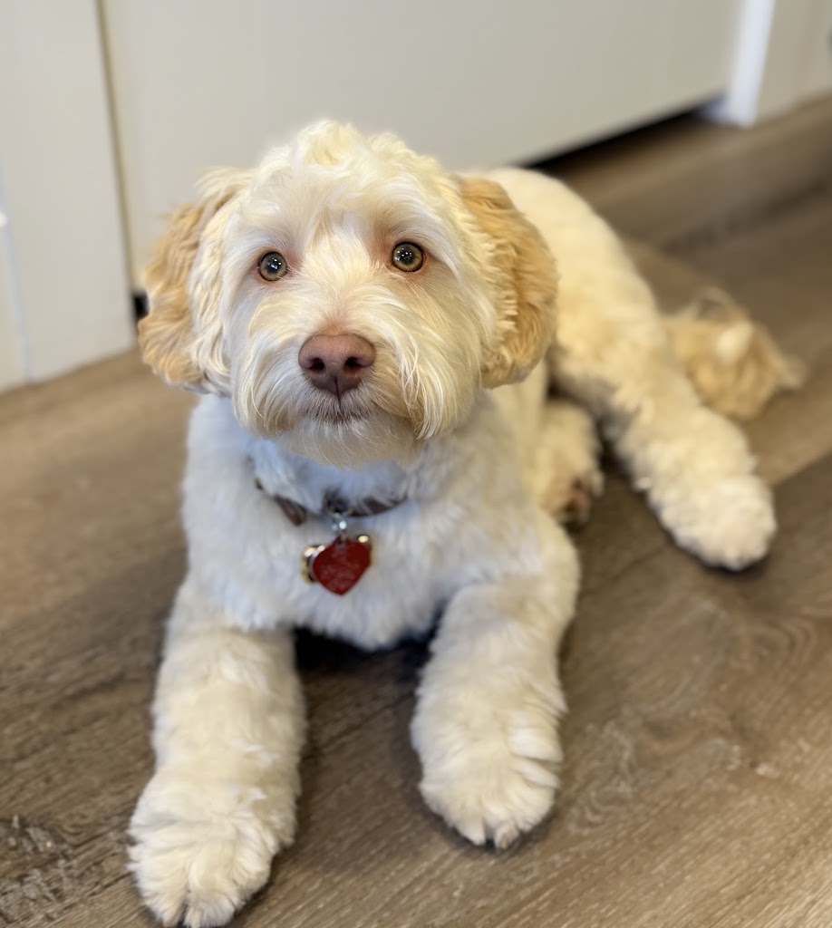 Pet groomer in Saratoga-Springs