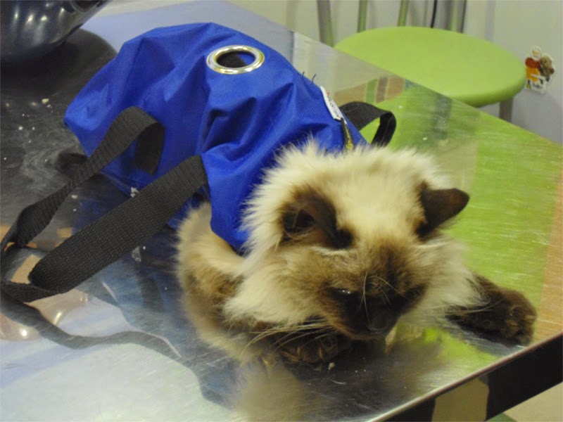 Clinica Veterinaria La Campina — Del propietario