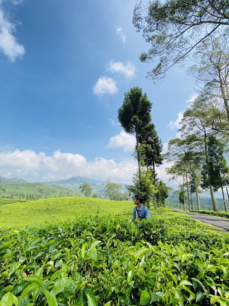 Negeri Diatas Awan Rancabali