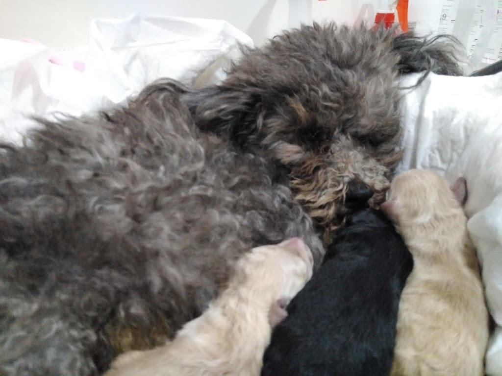 Clinica Veterinaria Arnela — Del propietario