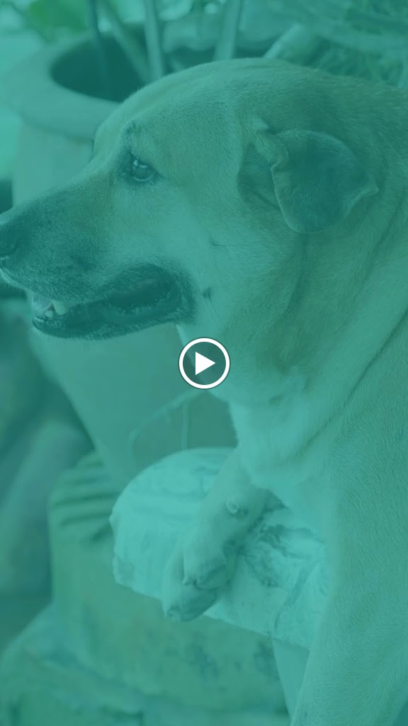 Hospital Veterinario Cantabria | Urgencias Veterinarias 24/7 — Del propietario