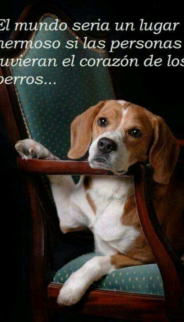 Clinica Veterinaria las Flores — Perro
