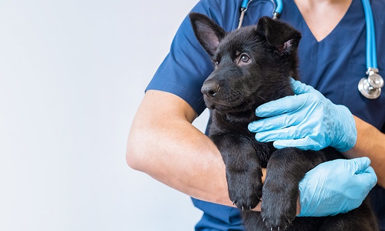 Clinica Veterinaria su mascota — Del propietario