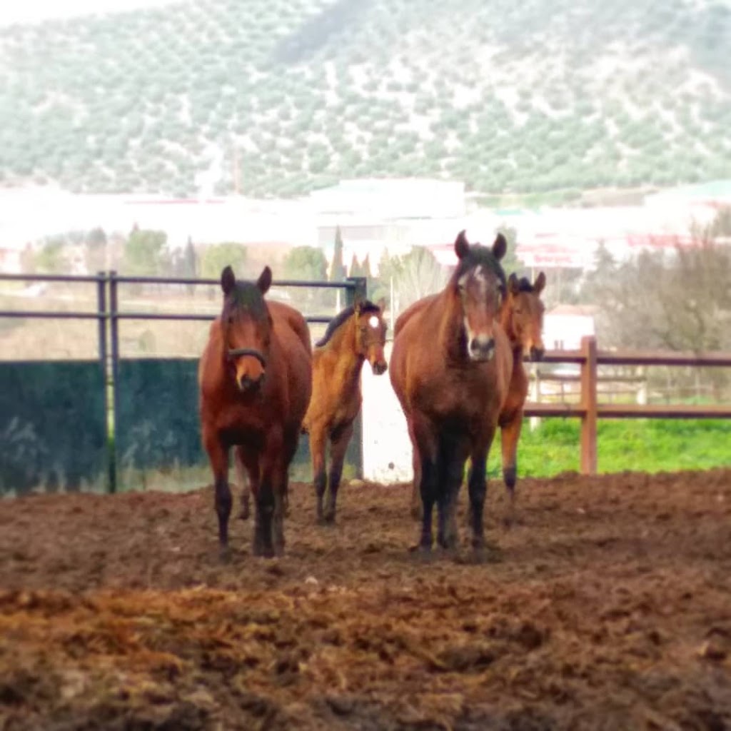 Centro Veterinaria Albeitar — Caballo