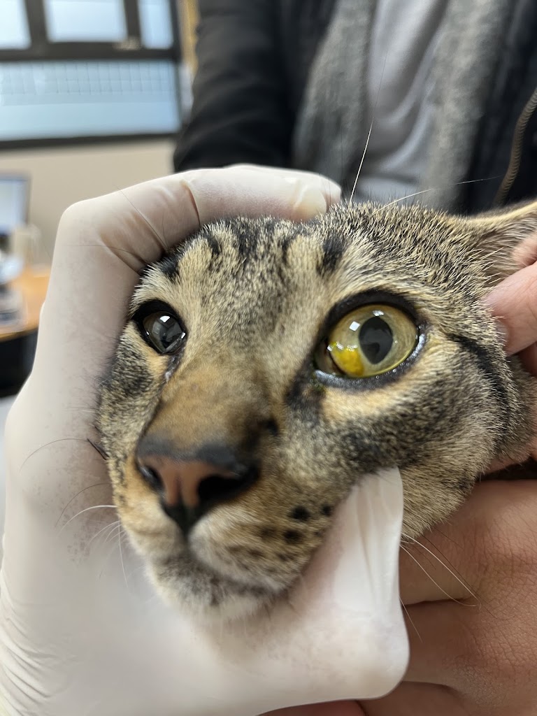 Centro Veterinario Torrelodones — Del propietario
