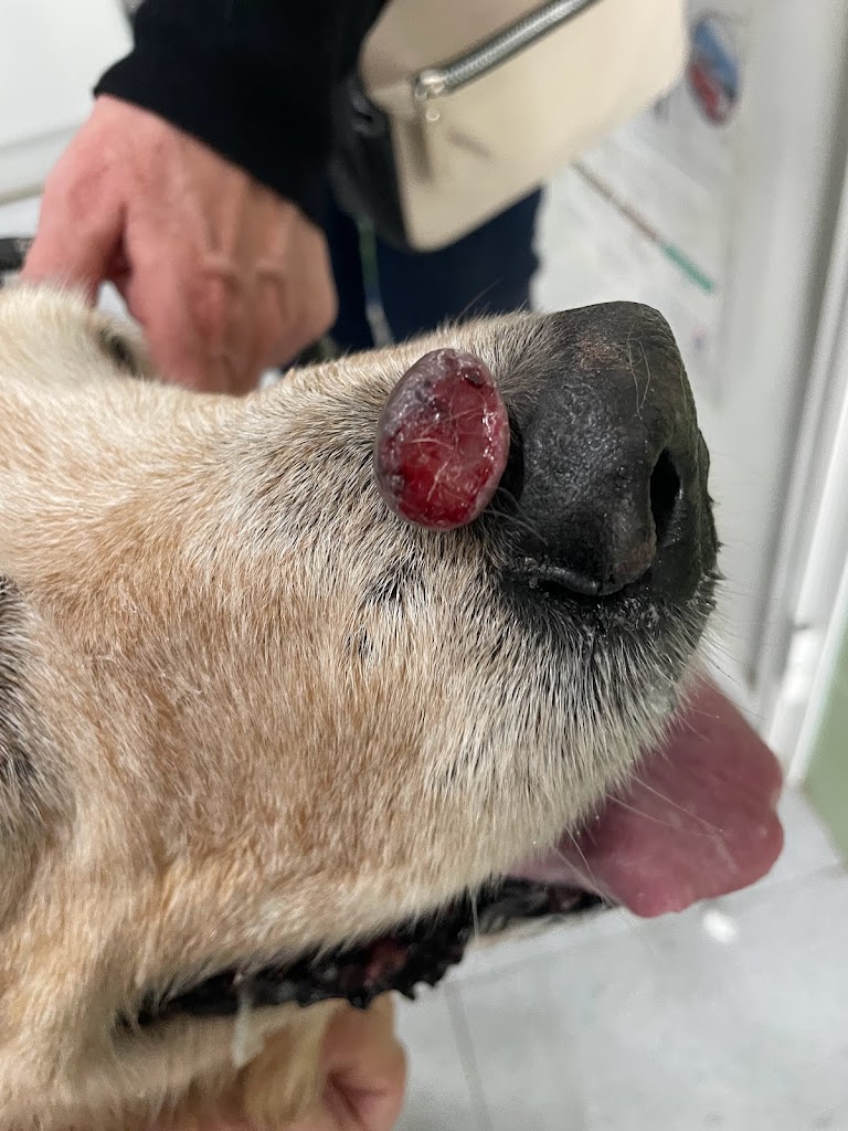 Centro Veterinario Amigo's