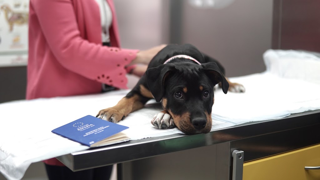 Hospital Veterinario Privet Aluche — Perro