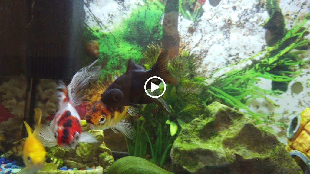 MESON LA RONDA — Videos