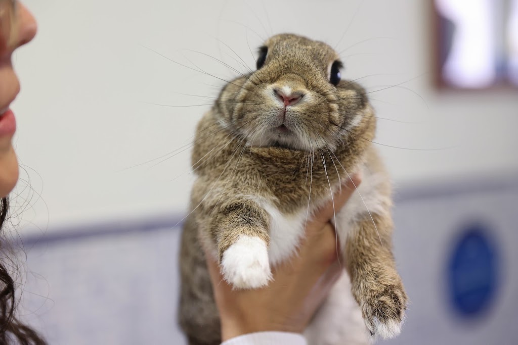 Clinica Veterinaria Cruce de Arinaga — Conejo