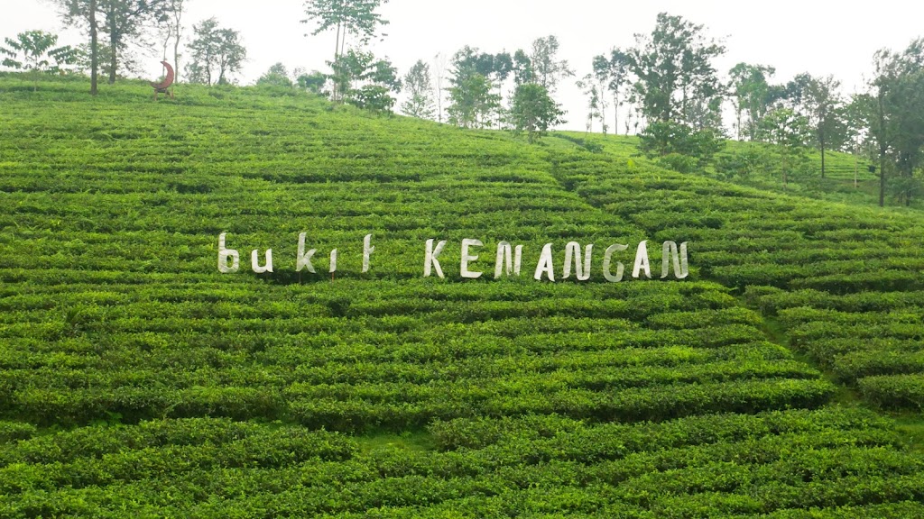 Kebun Teh Kertowono Gucialit Lumajang