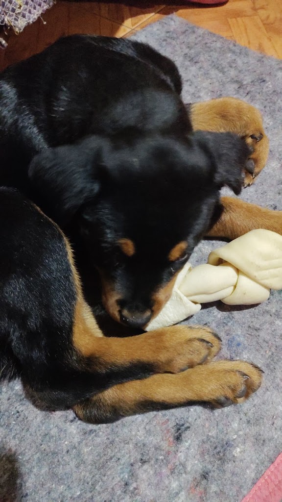 Perro