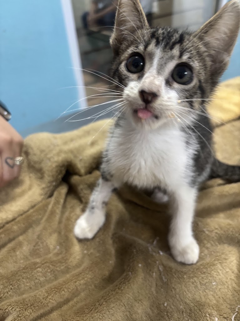 Aleman Clinica Veterinaria — Gato