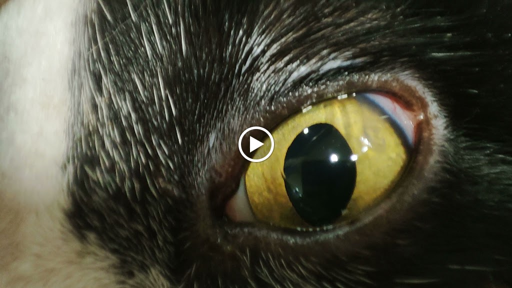 LOS CANTOS VET. C.B. ( Prado de Santo Domingo) — Videos