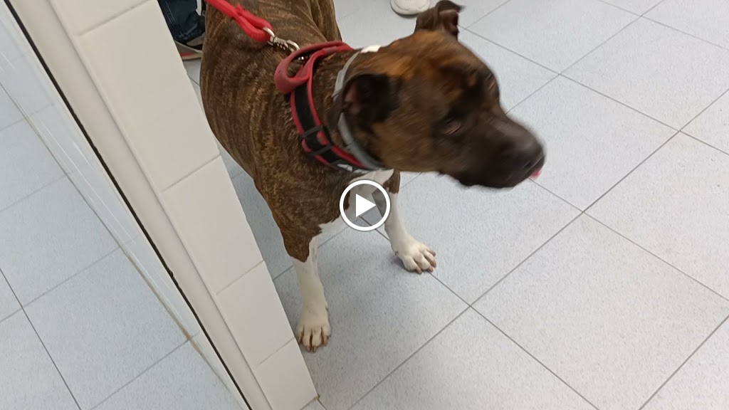 CLINICA VETERINARIA PARQUE CENTRAL — Videos