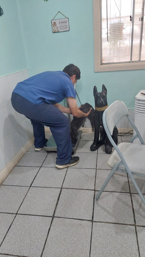 Perro