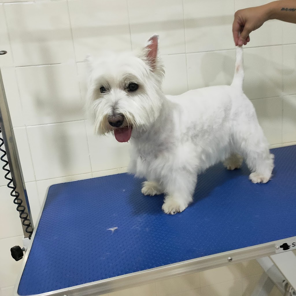 Clinica Veterinaria Hundesport canarias — Perro