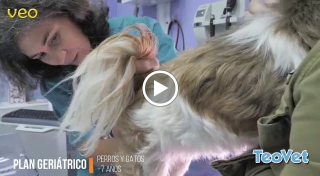 Clinica Veterinaria Teovet — Videos