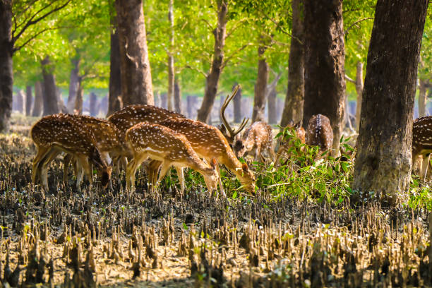 Sundarban Explore