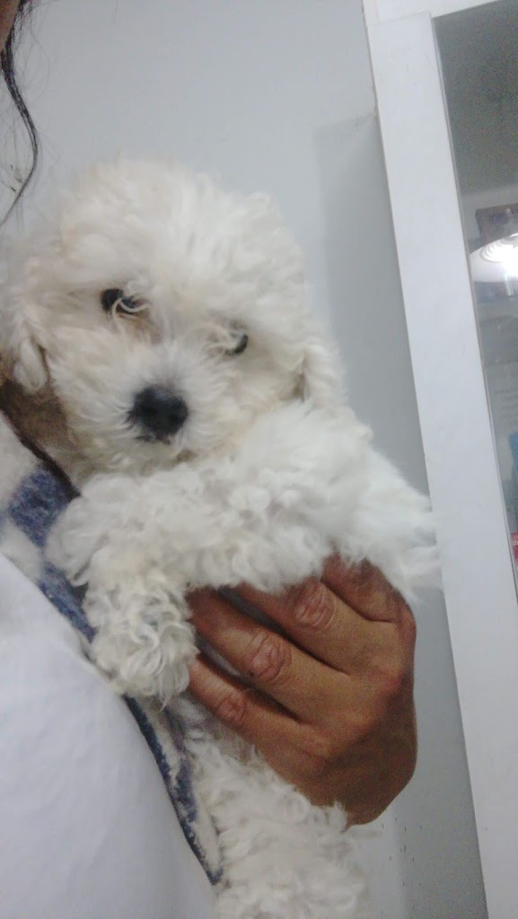 Perro