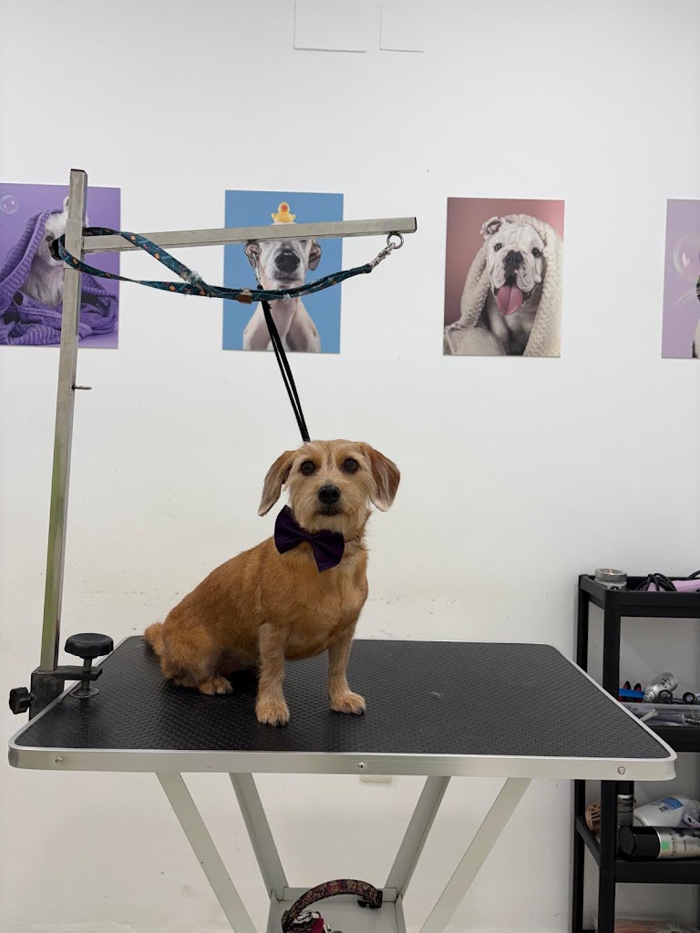 Clinica Veterinaria Ilustres Mascotas — Del propietario