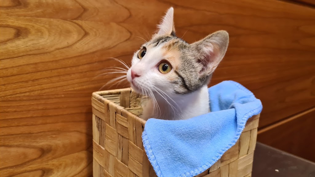 BudaPets Veterinaria — Del propietario