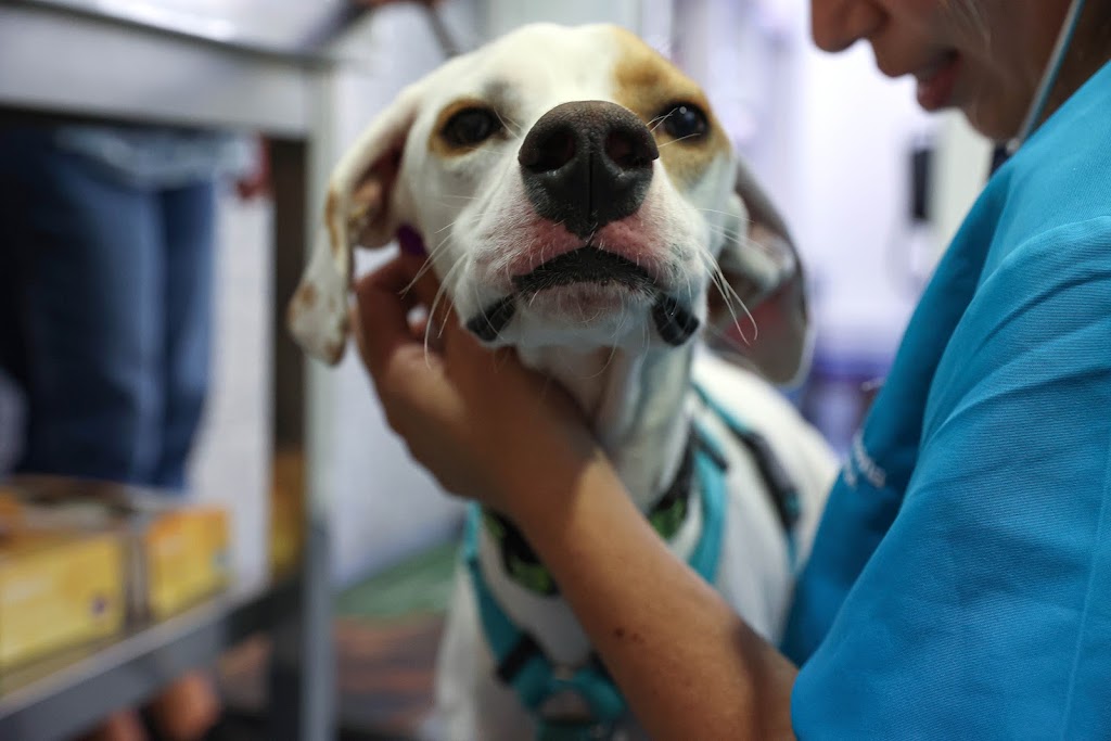 Clinica Veterinaria Cruce de Arinaga