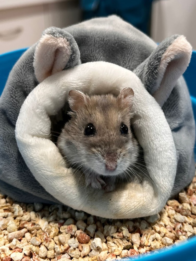 Clinica veterinaria Vet Family Alfafar