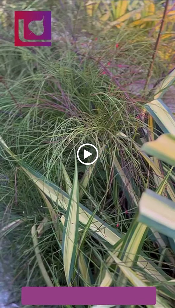 Videos