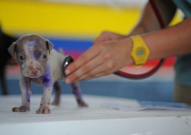 Clinica Veterinaria Leioa — Del propietario