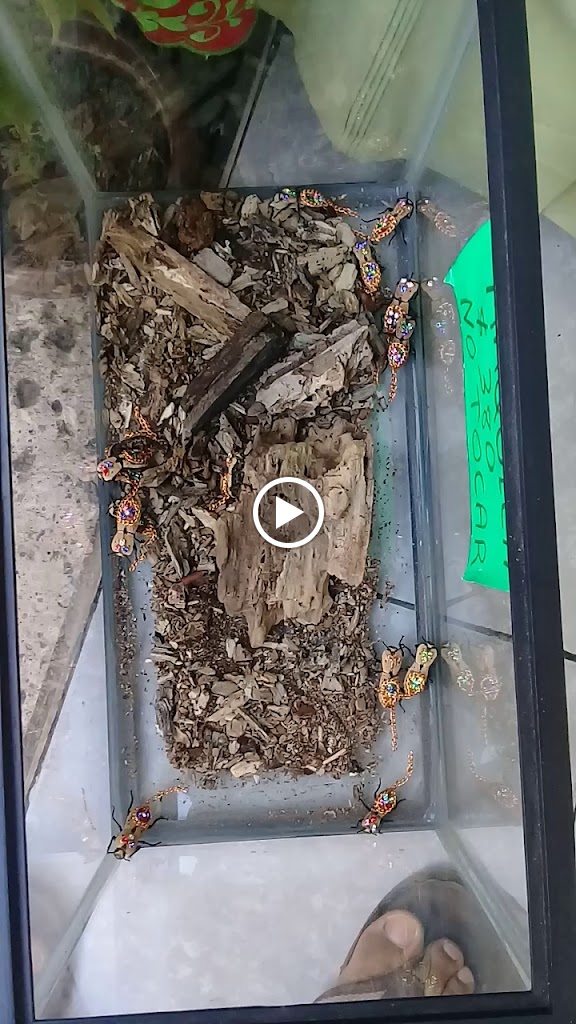 Farmacias Viera — Videos