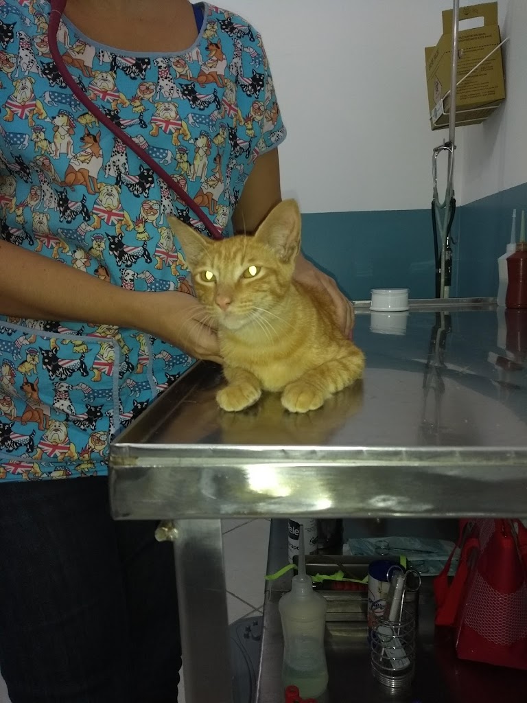 Gato