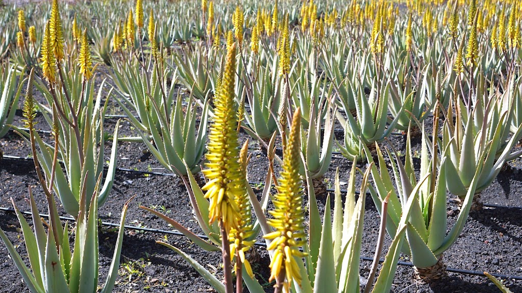 La Fabrica del Aloe Vera Exclusive