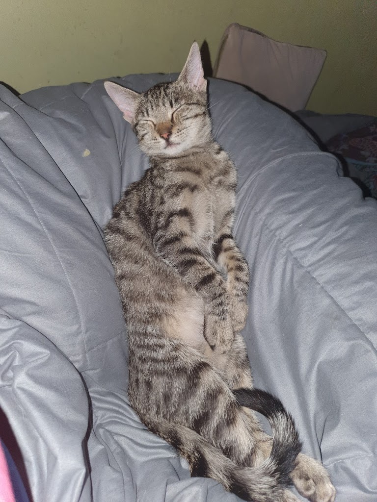 Gato