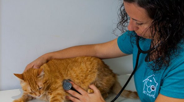 VET A CASA - Veterinaria a domicili — Gato