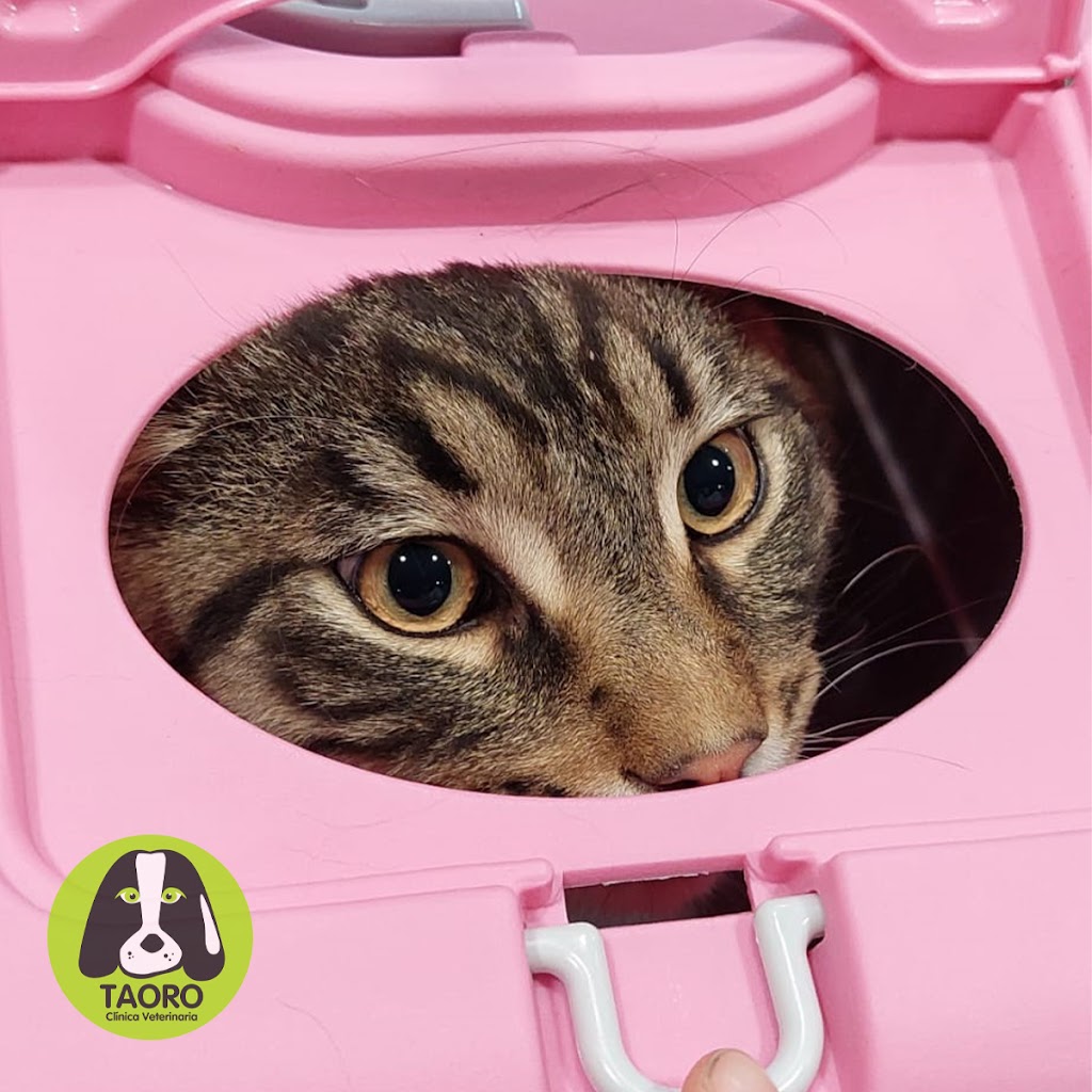 Clinica Veterinaria Taoro — Gato