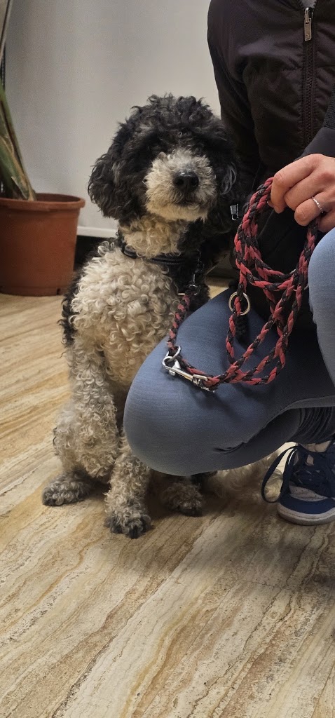 Hospital Veterinario DRL Elche — Mas recientes
