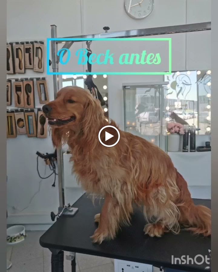 Do proprietário