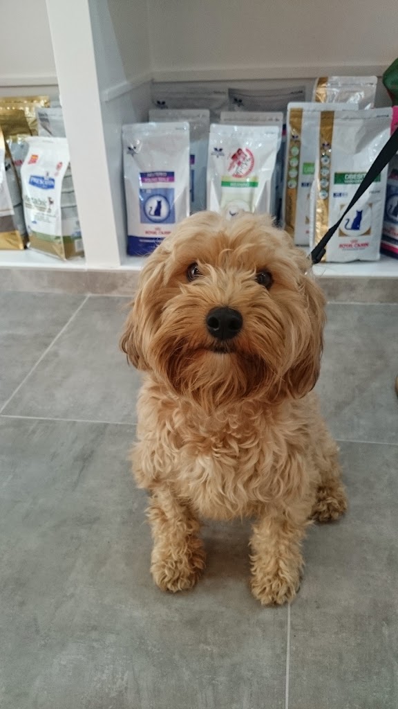 Guadalpet | Clinica Veterinaria — Del propietario