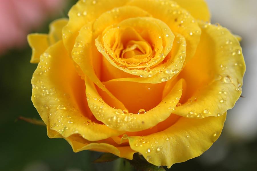 Ketler Florist and Greenhouse