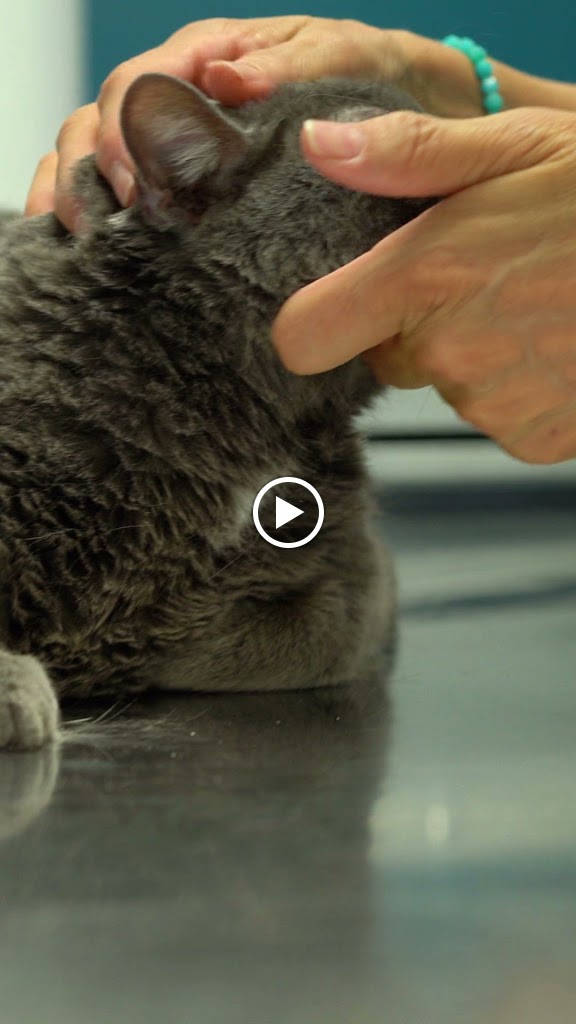 Clinica veterinaria PARLAVET — Del propietario
