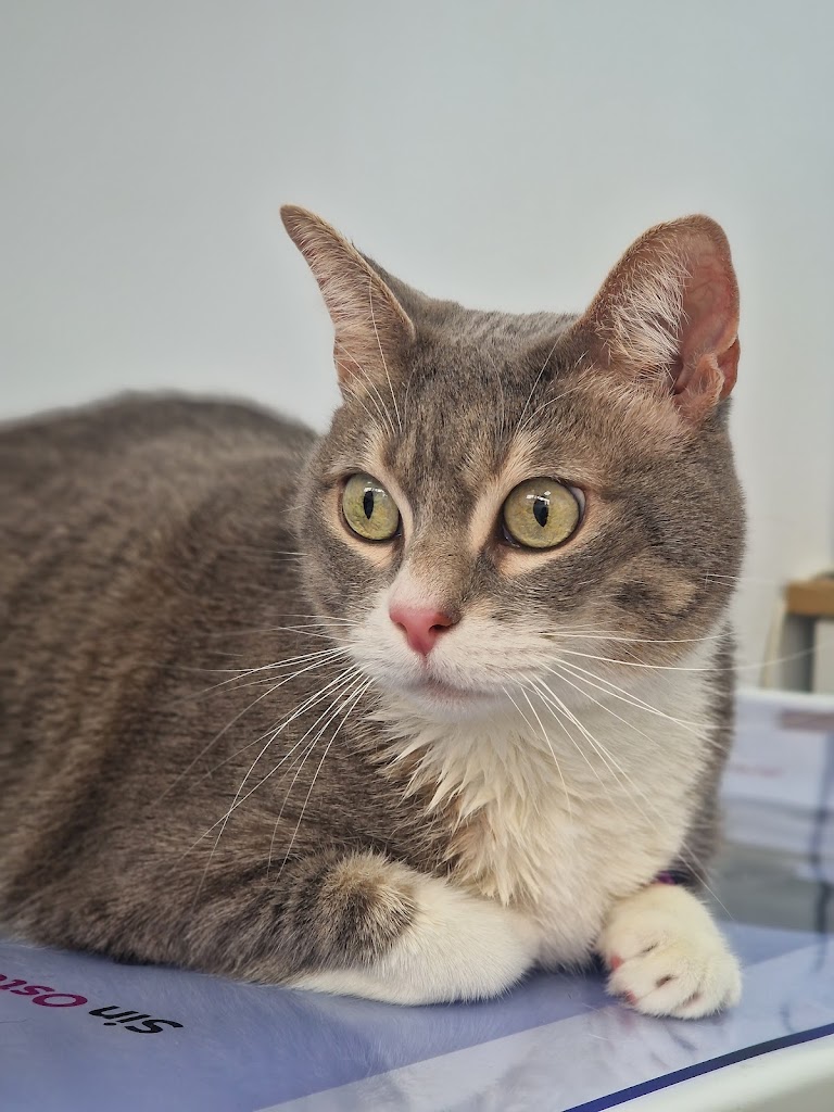 Centre Veterinari SmartVet (Centro Veterinario) — Del propietario